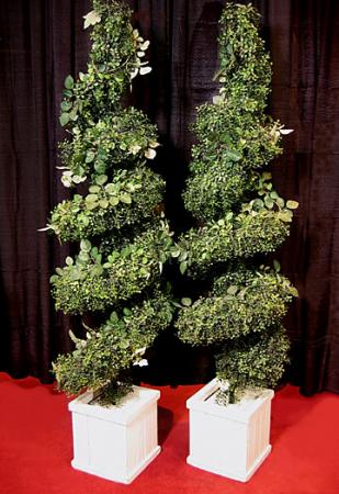 Trees-Topiary-spiral 5ft at Cody Party Store & Rentals